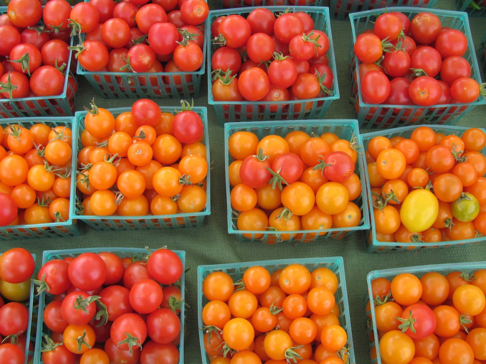 tomatoes-2087342_1920